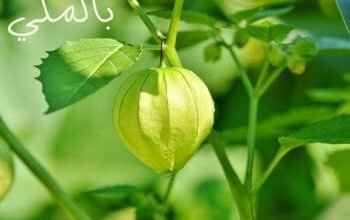 النباتات الطبيعية .. تعرفي على 8 أنواع منها