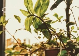 سلبيات النباتات الاصطناعية