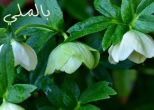 لماذا عليك بتنظيف النباتات الطبيعية؟