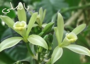 مزايا النباتات الطبيعية