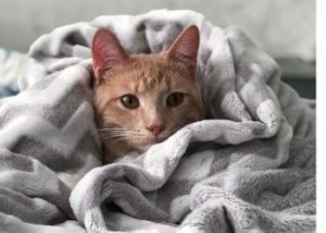 أنواع اللحاف وكيف يمكنك الاختيار من بينهم 4 أنواع الألحفة الموجودة في ايكيا