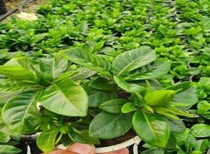 اسعار النباتات والأحجار المختلفة